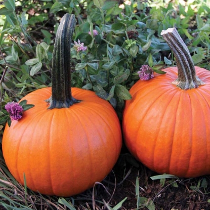 Picture of Pumpkin Spitfire F1